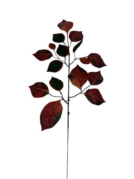 Liść buka gałązka 60 cm rudo zielony