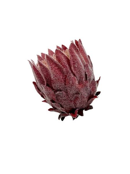 Protea główka 9 cm czerwona