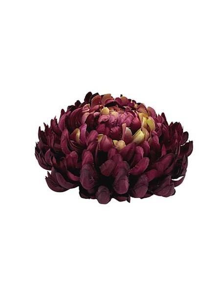 Chryzantema główka  XL 16 cm buraczkowa