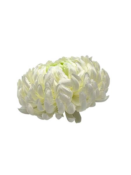 Chryzantema główka XL 16 cm biała z zielonym