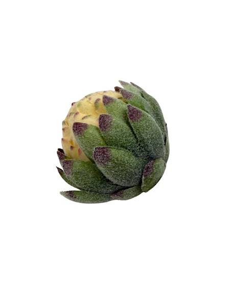 Protea główka 10 cm krem róż zielony