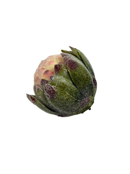 Protea główka 10 cm róż krem zielony