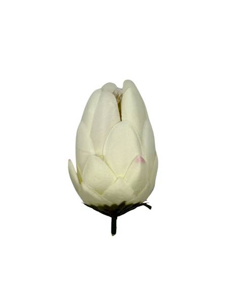 Protea główka wys.10 cm jasny krem