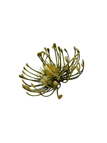 Czosnek główka 9 cm żółty