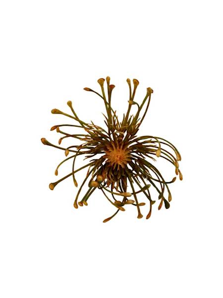 Czosnek główka 9 cm pomarańcz