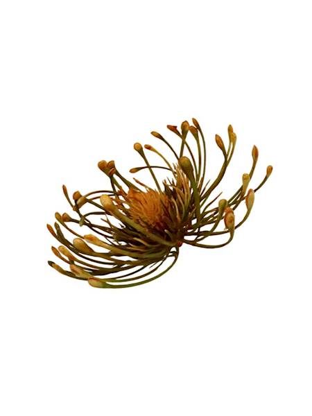 Czosnek główka 9 cm pomarańcz