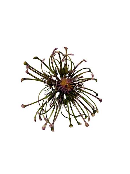 Czosnek główka 9 cm różowy