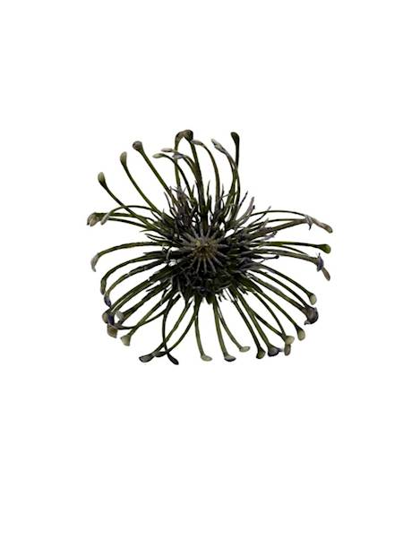 Czosnek główka 9 cm fiolet / niebieski