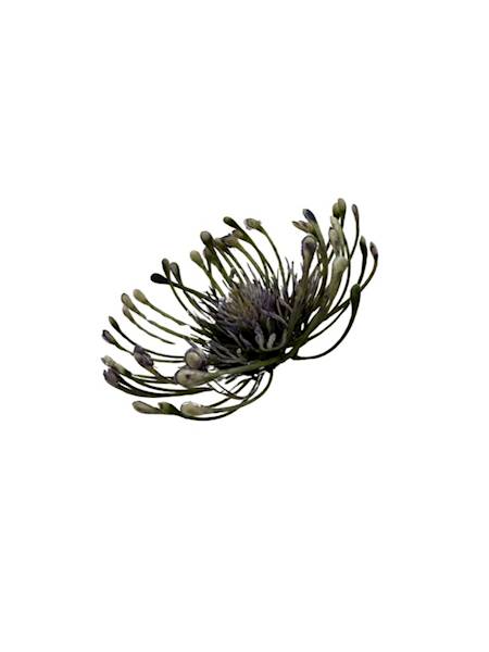 Czosnek główka 9 cm fiolet / niebieski