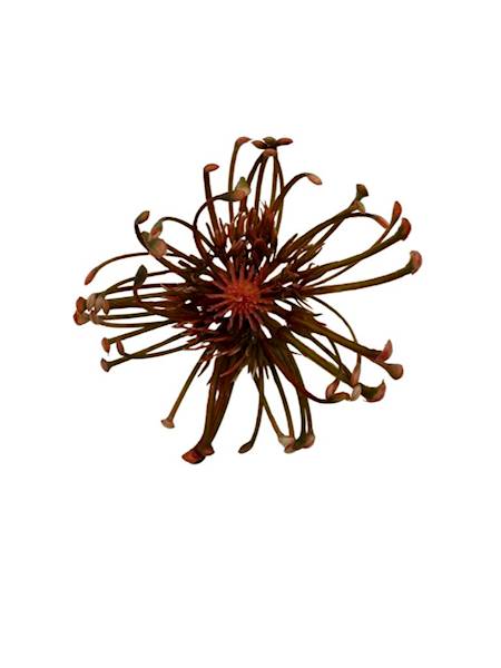 Czosnek główka 9 cm czerwono zielony