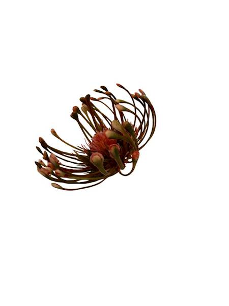 Czosnek główka 9 cm czerwono zielony