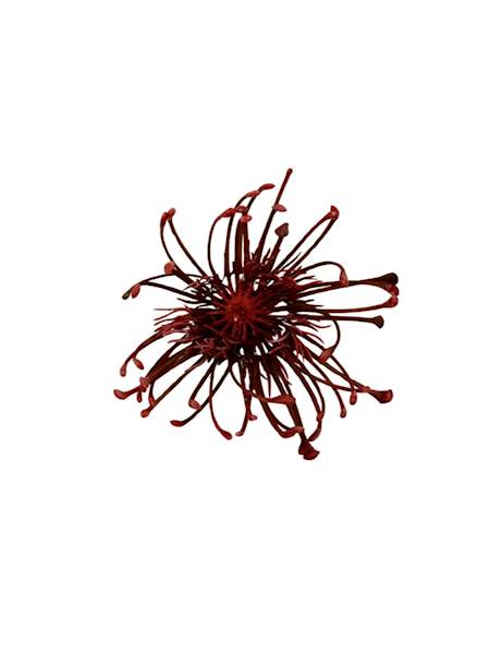 Czosnek główka 9 cm czerwony