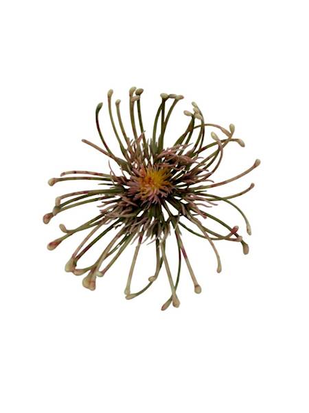 Czosnek główka 9 cm jasny róż