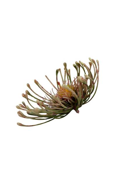 Czosnek główka 9 cm jasny róż