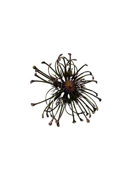 Czosnek główka 9 cm fiolet