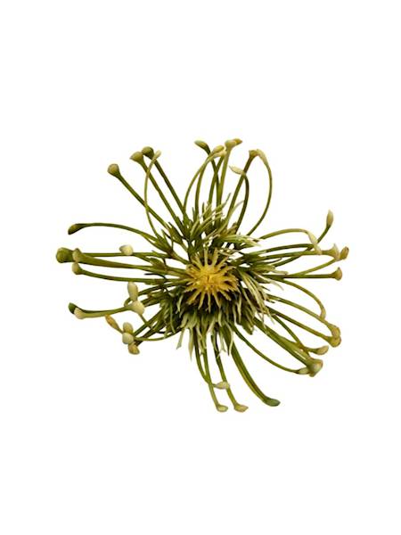 Czosnek główka 9 cm kremowo zielony