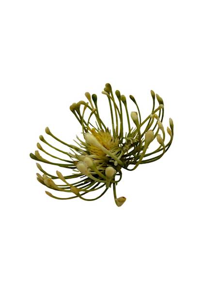 Czosnek główka 9 cm kremowo zielony