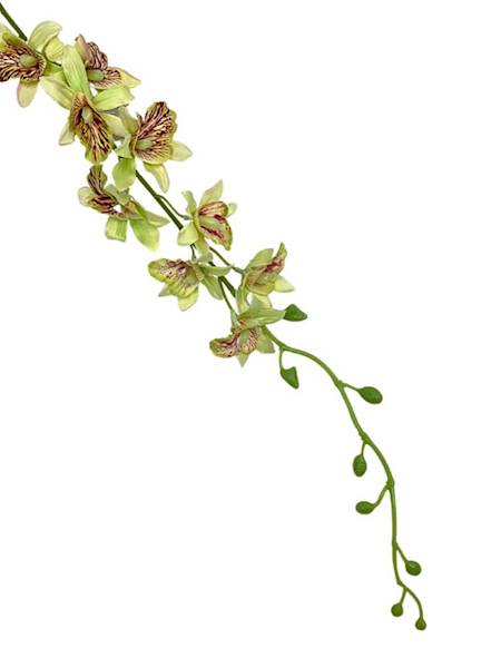 Storczyk tajlandzki 70 cm jasny zielony