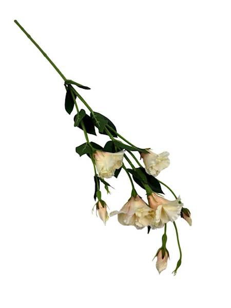 Eustoma gałązka 80 cm jasna brzoskwinia