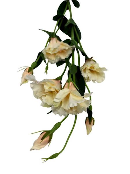 Eustoma gałązka 80 cm jasna brzoskwinia