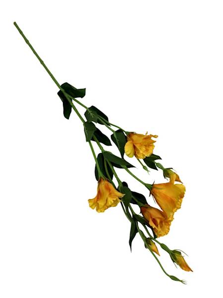 Eustoma gałązka 80 cm żółta