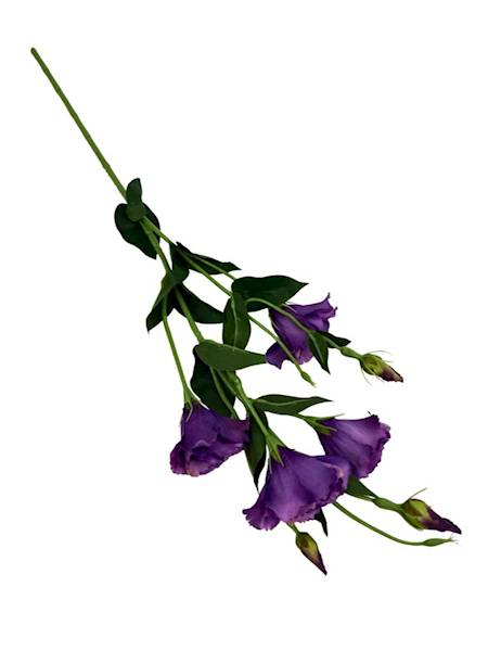 Eustoma gałązka 80 cm fioletowa