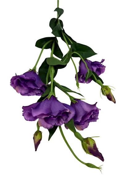 Eustoma gałązka 80 cm fioletowa