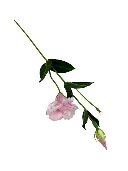 Eustoma gałązka 48 cm perłowy róż