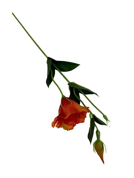 Eustoma gałązka 48 cm pomarańcz