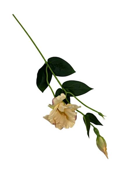 Eustoma gałązka 48 cm ciemny kremowy