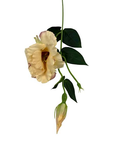 Eustoma gałązka 48 cm ciemny kremowy