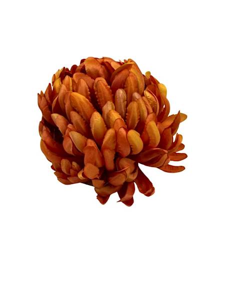 Chryzantema główka 11 cm herbaciana