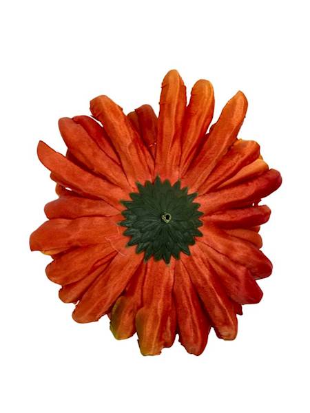 Chryzantema główka 11 cm herbaciana