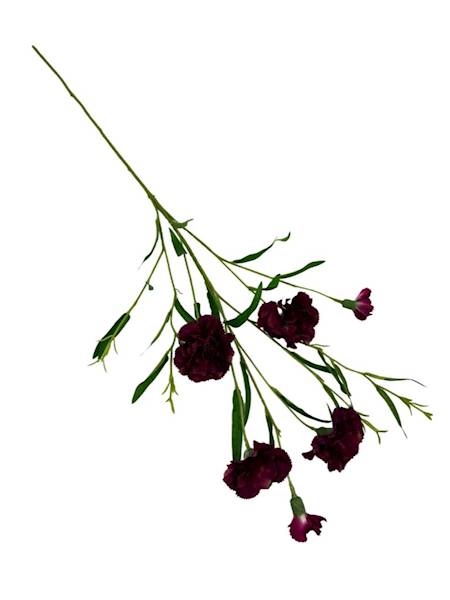 Goździk gałązka 73 cm bordo