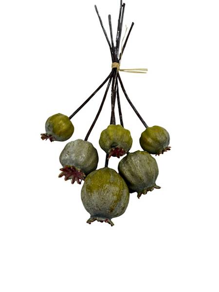 Makówki zielone 6 sztuk