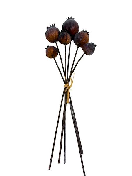 Makówki brązowe 6 sztuk