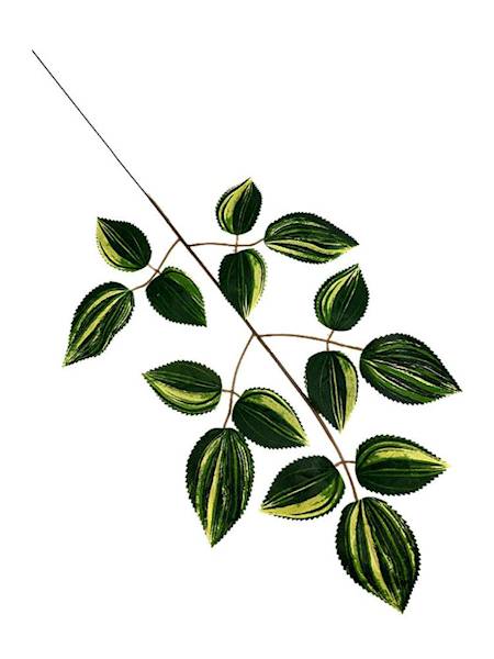 Liść trzykrotki 54 cm zielono kremowy