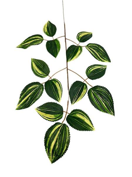 Liść trzykrotki 54 cm zielono kremowy