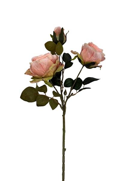 Róża gałązka 70 cm brzoskwiniowa z zielenią