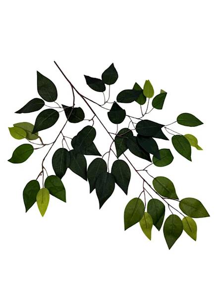 Fikus liść 58 cm