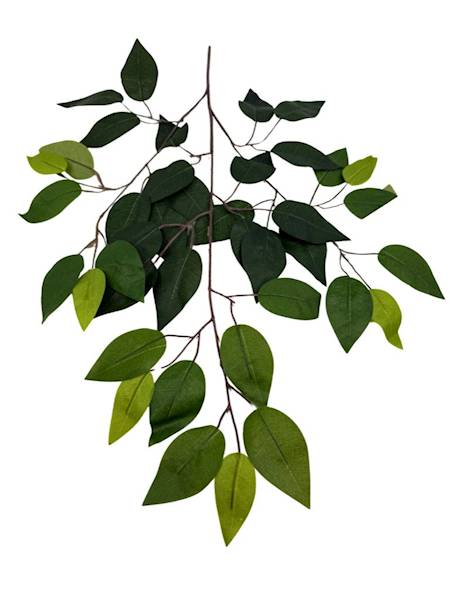 Fikus liść 58 cm
