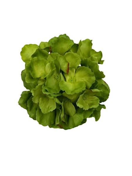 Hortensja główka 17 cm zielona