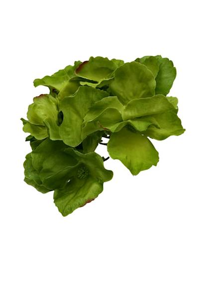 Hortensja główka 17 cm zielona