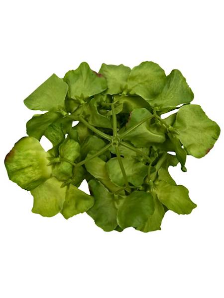 Hortensja główka 17 cm zielona