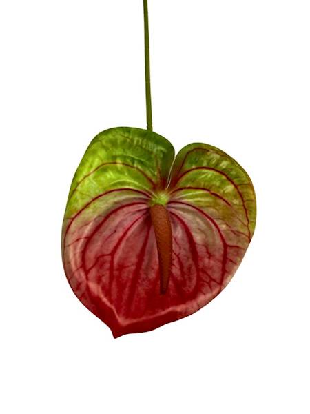 Anturium gałązka 60 cm ciemny róż i zielony