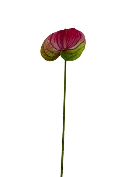 Anturium gałązka 60 cm ciemny róż i zielony