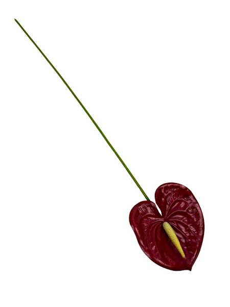 Anturium gałązka 60 cm czerwone