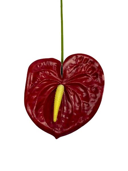 Anturium gałązka 60 cm czerwone