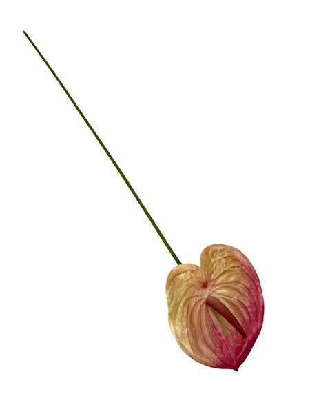 Anturium gałązka 60 cm róż i kremowy