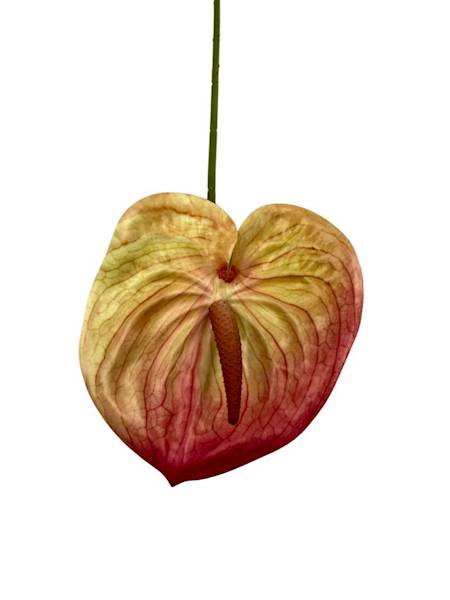 Anturium gałązka 60 cm róż i kremowy